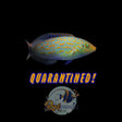 Timor Wrasse