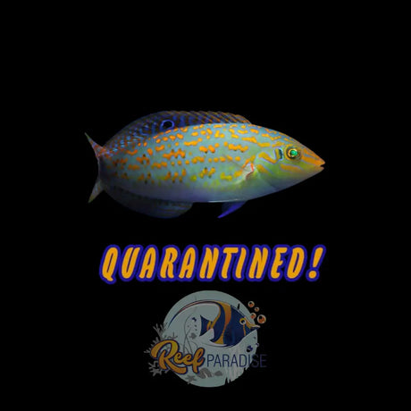 Timor Wrasse