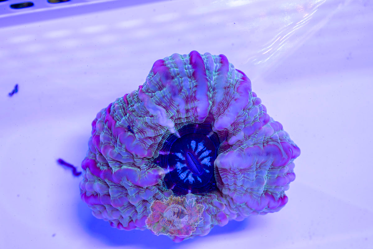 Ultra Indophyllia Wysiwyg 12