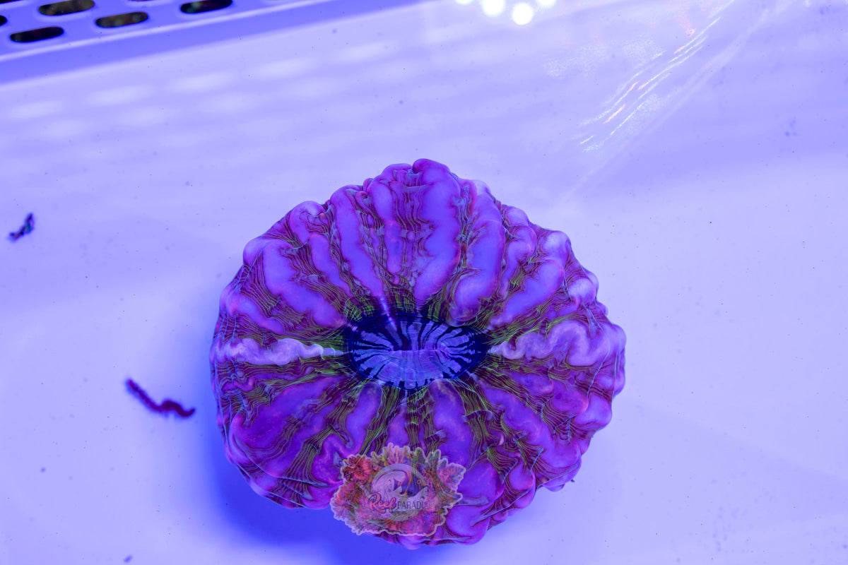 Ultra Indophyllia Wysiwyg 14