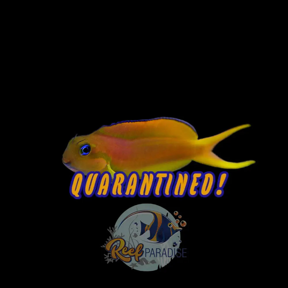 True Midas Blenny