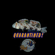 Twinspot Goby