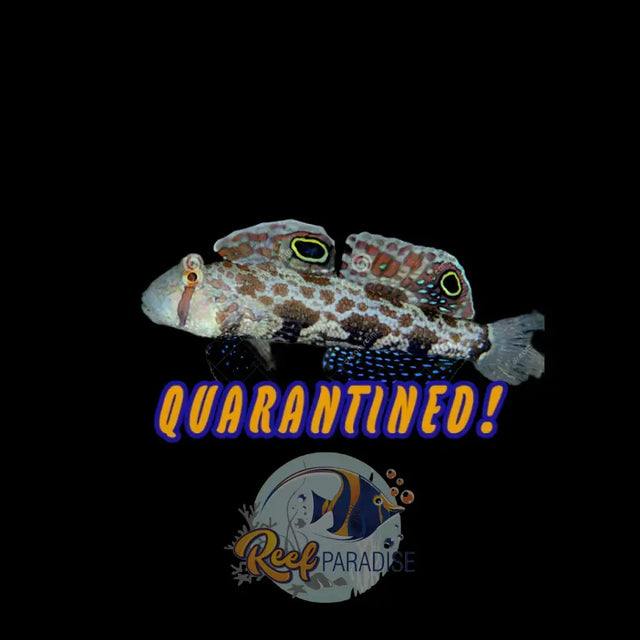 Twinspot Goby