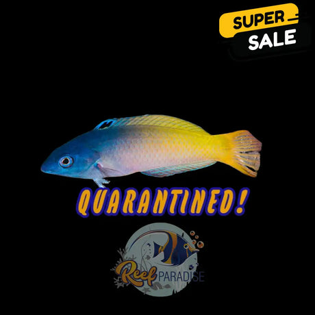 Two Tone Wrasse