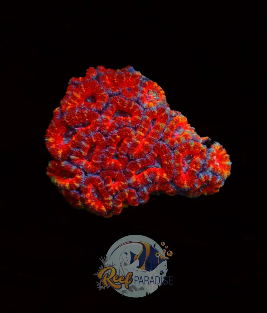 Ultra Acan Colony