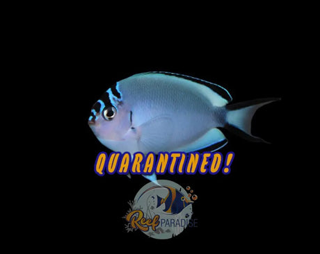 Watanabe Angelfish Female