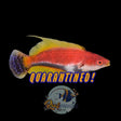 Social Fairy Wrasse