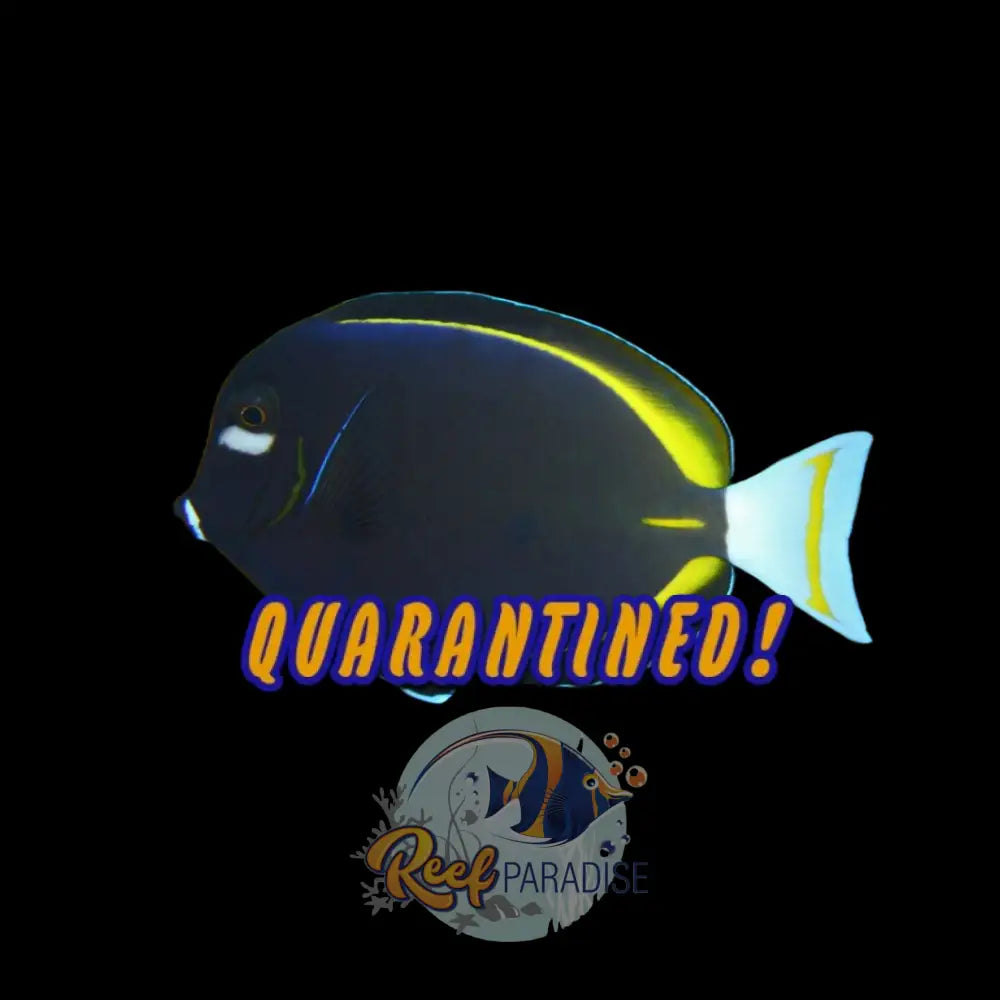 White Cheek Tang/ Gold Rim Tang