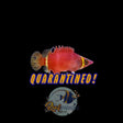 Yellow Banded Possum Wrasse