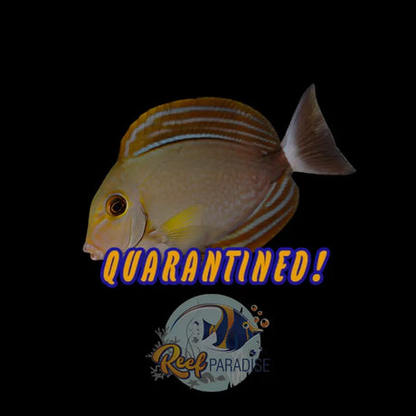 Yellow Fin Tang