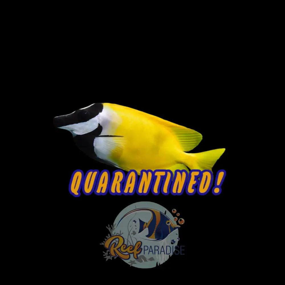 Yellow Foxface (Large)