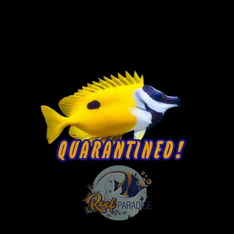 Yellow Foxface (Medium)