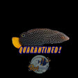 Yellow Tail Tamarin Wrasse *RARE*