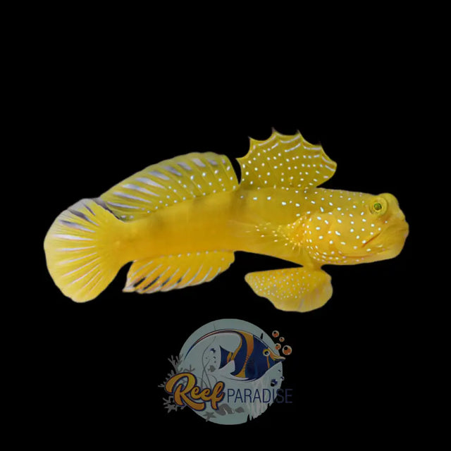 Yellow Watchman Goby