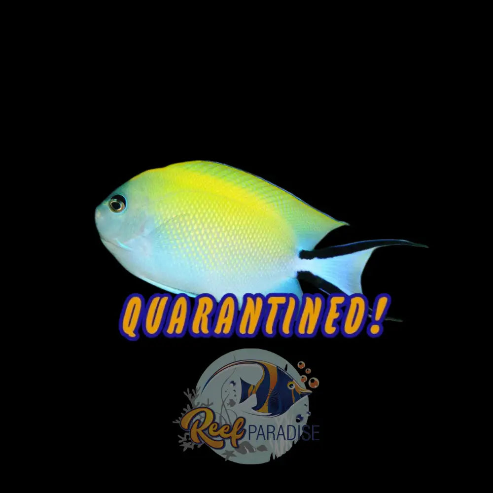 Zebra Angelfish (Female)